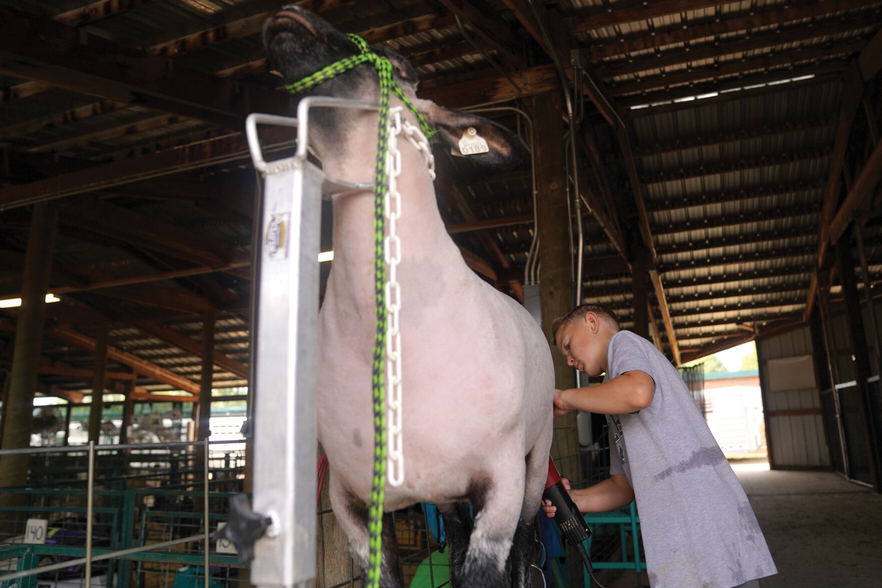 Sheep Show Standalones 002.jpg